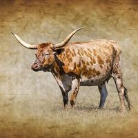 Buy canvas prints of Texas Longhorn by Doug Long
