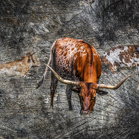 Buy canvas prints of Longhorn Cattle by Doug Long
