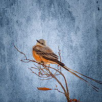 Buy canvas prints of Scissor-Tailed Flycatcher by Doug Long