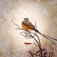 Buy canvas prints of Scissor-Tailed Flycatcher  by Doug Long