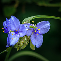 Buy canvas prints of Spiderwort with Bug by Doug Long