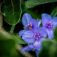 Buy canvas prints of Spiderwort with Bee by Doug Long