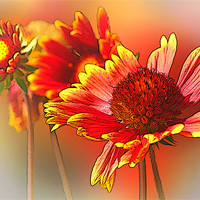 Buy canvas prints of Summer Flowers by Dennis Hirning