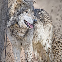 Buy canvas prints of Wolf By Tree by Dennis Hirning