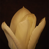 Buy canvas prints of white tulip by kirstin price