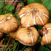Buy canvas prints of fungi growing near river stour by Gordon Dimmer