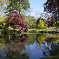 Buy canvas prints of Reflections in Exbury garden pond by Gordon Dimmer