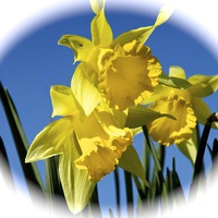 Buy canvas prints of Daffodils in the Hampshire Spring by Gordon Dimmer