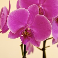 Buy canvas prints of Beautiful Pink Orchid by Gordon Dimmer