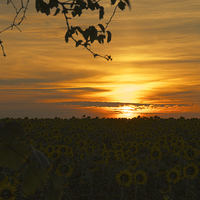Buy canvas prints of Sunflower Dawn  by Gordon Dimmer
