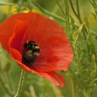 Buy canvas prints of  A Bumble Bee on a Poppy by Gordon Dimmer