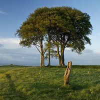 Buy canvas prints of A Striking Tree on Roundway Hill by Gordon Dimmer