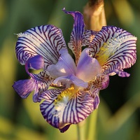 Buy canvas prints of  A Colourful Iris in a French Garden by Gordon Dimmer