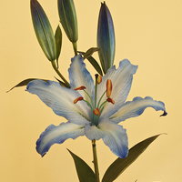 Buy canvas prints of  A beautiful Blue Lily by Gordon Dimmer
