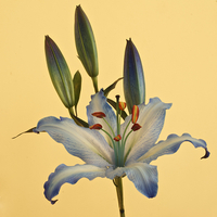 Buy canvas prints of Photograph of a beautiful Blue Lily by Gordon Dimmer
