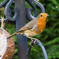 Buy canvas prints of Winter Robin by Gordon Dimmer