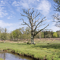 Buy canvas prints of The skeleton of a tree at Mill Lawn in the New For by Gordon Dimmer