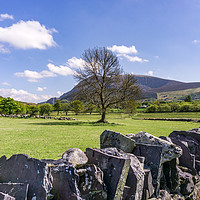 Buy canvas prints of A Lone Tree in Field with Slate Walls in Snowdonia by Gordon Dimmer