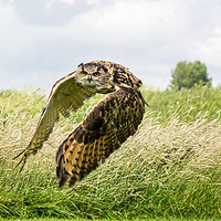 Buy canvas prints of Eagle Owl in Flight by Gordon Dimmer