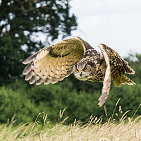 Buy canvas prints of Unusual view of an Eagle Owl by Gordon Dimmer