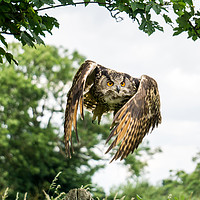 Buy canvas prints of A Hungry Looking Eagle Owl by Gordon Dimmer