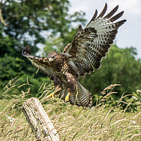 Buy canvas prints of Touchdown! Well Almost! Buzzard Landing by Gordon Dimmer