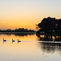 Buy canvas prints of Swans in convoy on hatchet pond by Gordon Dimmer