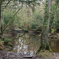 Buy canvas prints of A Tangle of Trees over a small river at Kings Hat  by Gordon Dimmer