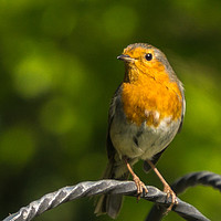 Buy canvas prints of A Bright and Cheery Robin  by Gordon Dimmer