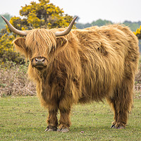 Buy canvas prints of A Highland Cow in the New Forest by Gordon Dimmer