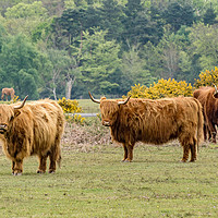 Buy canvas prints of A Trio of Highland Cattle in the New Forest by Gordon Dimmer
