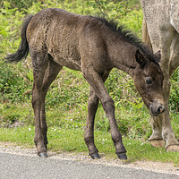 Buy canvas prints of A New Born Foal in the New Forest by Gordon Dimmer