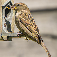 Buy canvas prints of A Hungry Sparrow by Gordon Dimmer