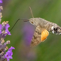 Buy canvas prints of A Hummingbird Moth Feeding from a Flower by Gordon Dimmer