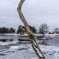 Buy canvas prints of Dead Tree at Hatchet Pond by Gordon Dimmer