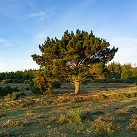 Buy canvas prints of New Forest Tree In The Early Morning Sun by Gordon Dimmer