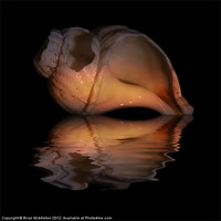 Buy canvas prints of Shell Study Reflection by Brian Middleton