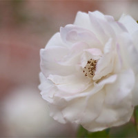 Buy canvas prints of White Rose by Paul Brewer