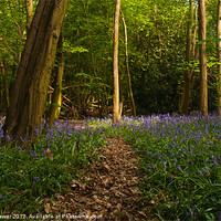 Buy canvas prints of Bluebells at the Scrubs near Southend on Sea by Paul Brewer