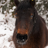 Buy canvas prints of Pony in the snow by Paul Brewer