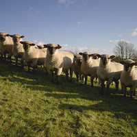 Buy canvas prints of Sheep by Paul Brewer