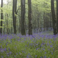 Buy canvas prints of Bluebells in Hooke Woods by Paul Brewer