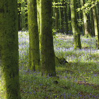 Buy canvas prints of Bluebells in Hooke Woods by Paul Brewer