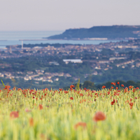 Buy canvas prints of Field of Poppies overlooking Weymouth and Portland by Paul Brewer
