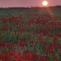 Buy canvas prints of Poppies at Sunrise on top of Ridgeway by Paul Brewer
