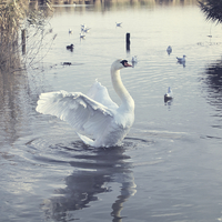 Buy canvas prints of Swan Stretches on Radipole Lake Weymouth by Paul Brewer
