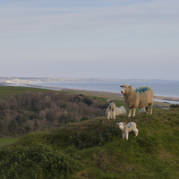 Buy canvas prints of  Sheep at the top of Abbotsbury Hill by Paul Brewer