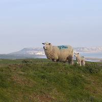 Buy canvas prints of Sheep above St Catherines Chapel  by Paul Brewer