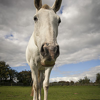 Buy canvas prints of White Horse, Broadmayne, by Paul Brewer