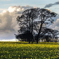 Buy canvas prints of Oil Seed Rape Field near Dorchester by Paul Brewer